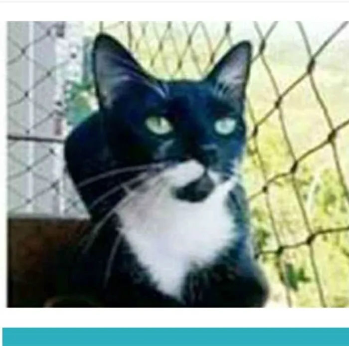 Gato ra a srd frajolinha  idade 1 ano nome ELISA
