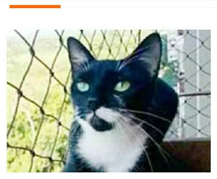 Gato ra a srd frajolinha  idade 1 ano nome ELISA