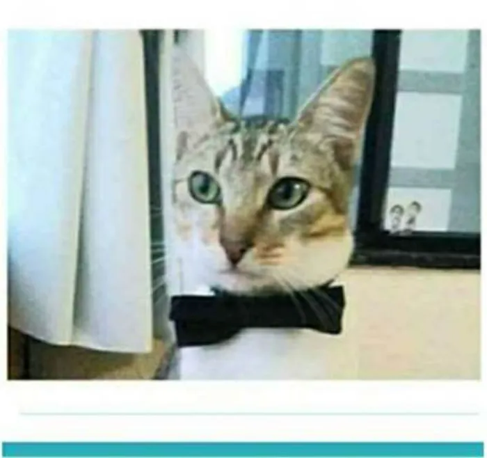 Gato raça srd bicolor idade 1 ano nome PEDRINHO