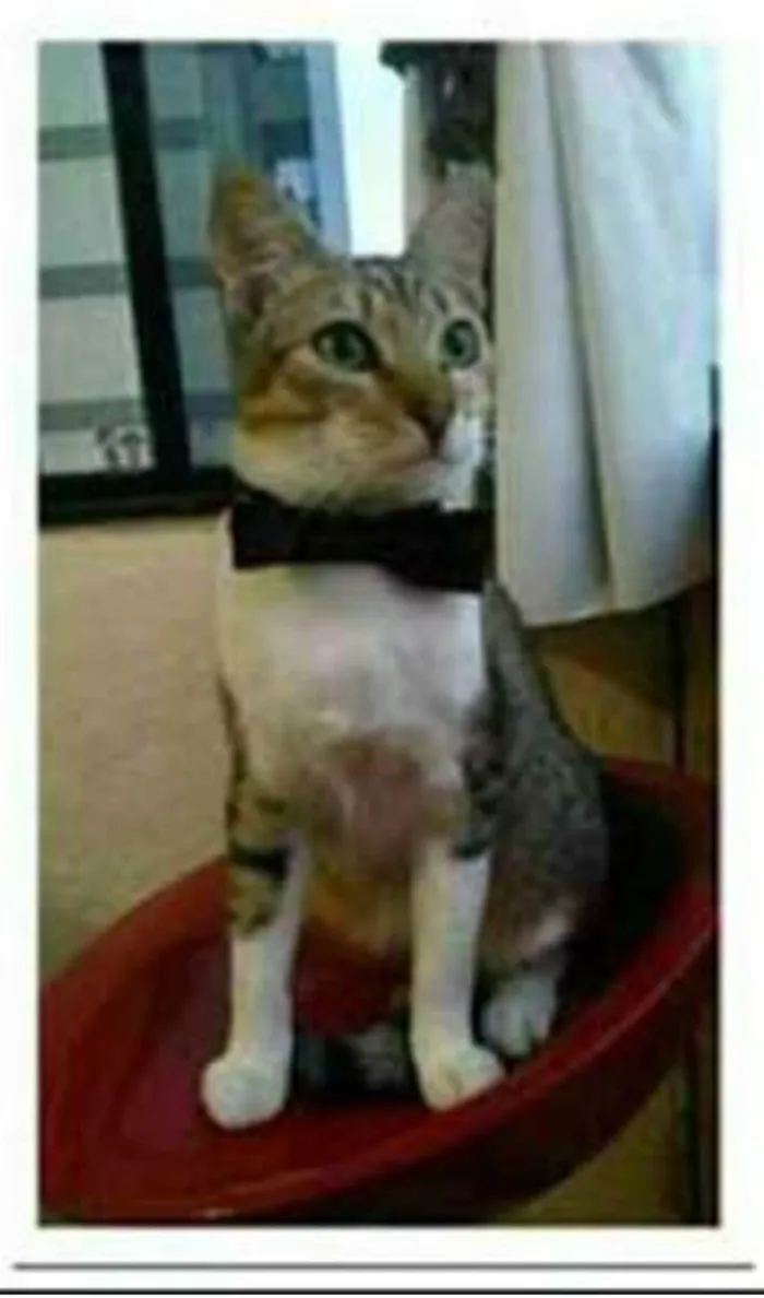 Gato raça srd bicolor idade 1 ano nome PEDRINHO