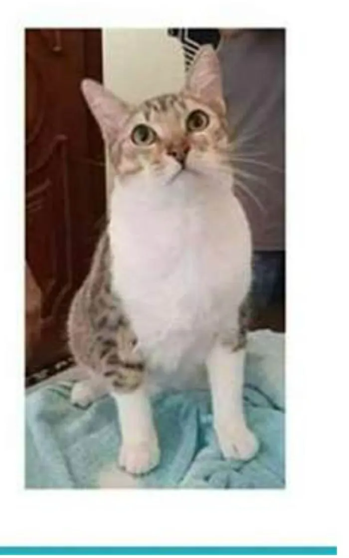 Gato raça srd bicolor idade 1 ano nome PEDRINHO