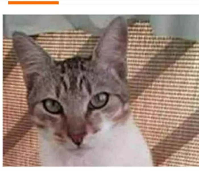 Gato raça srd bicolor idade 1 ano nome PEDRINHO