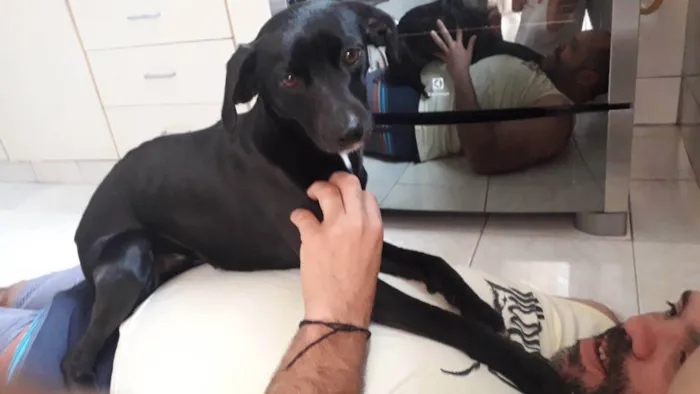 Cachorro ra a Sem raça definida idade 3 anos nome Sansão