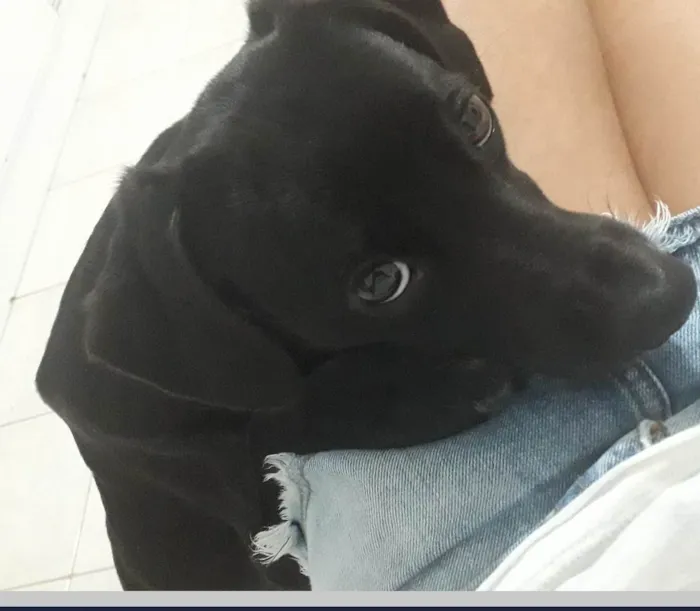 Cachorro ra a Sem raça definida idade 3 anos nome Sansão