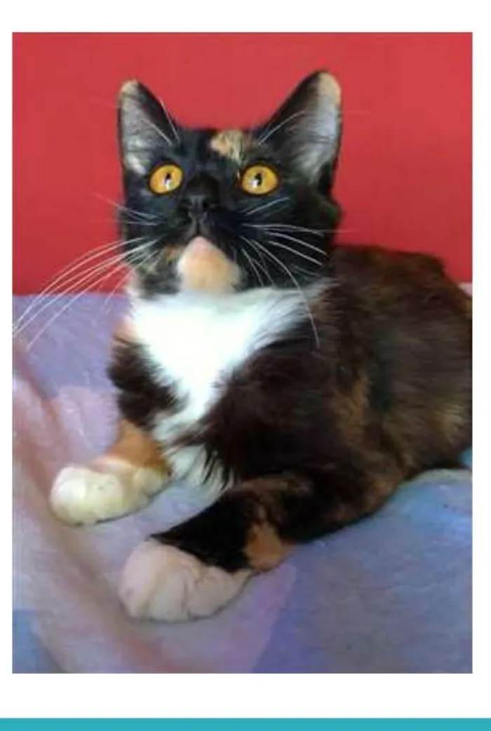 Gato ra a srd tricolor idade 2 a 6 meses nome SCARLLET