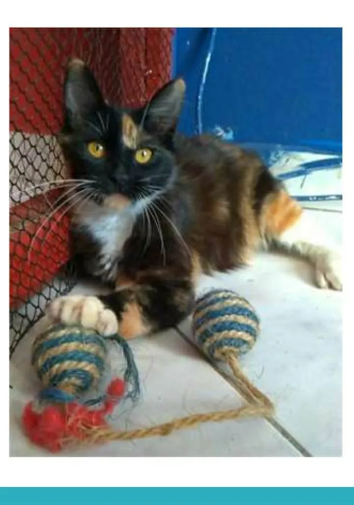 Gato ra a srd tricolor idade 2 a 6 meses nome SCARLLET