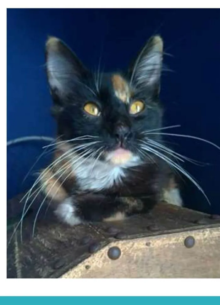 Gato ra a srd tricolor idade 2 a 6 meses nome SCARLLET