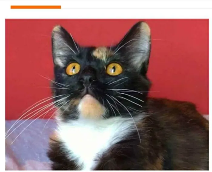 Gato ra a srd tricolor idade 2 a 6 meses nome SCARLLET