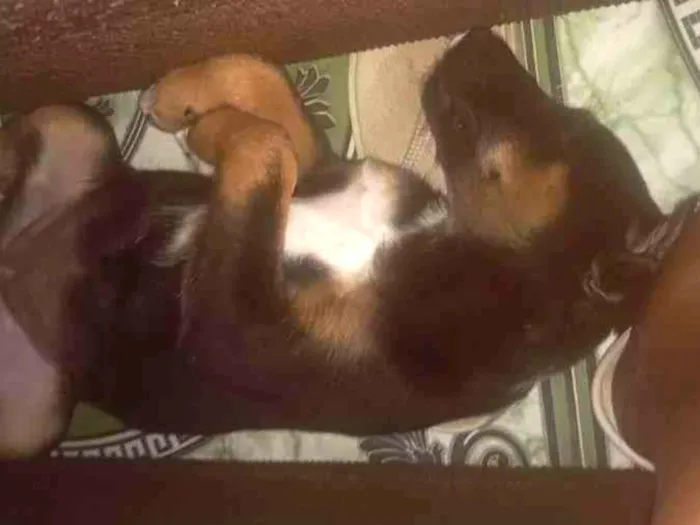 Cachorro ra a Vira-lata idade 2 a 6 meses nome Aurora Bryant