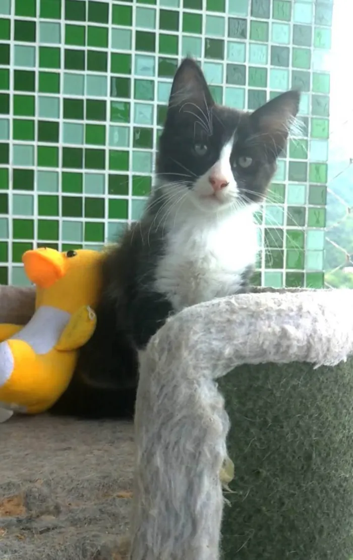 Gato ra a srd frajolinha  idade 2 a 6 meses nome PORTHOS