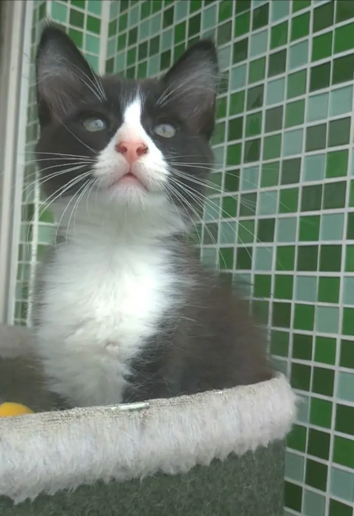 Gato ra a srd frajolinha  idade 2 a 6 meses nome PORTHOS