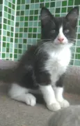 PORTHOS