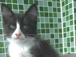 Gato raça srd frajolinha  idade 2 a 6 meses nome PORTHOS