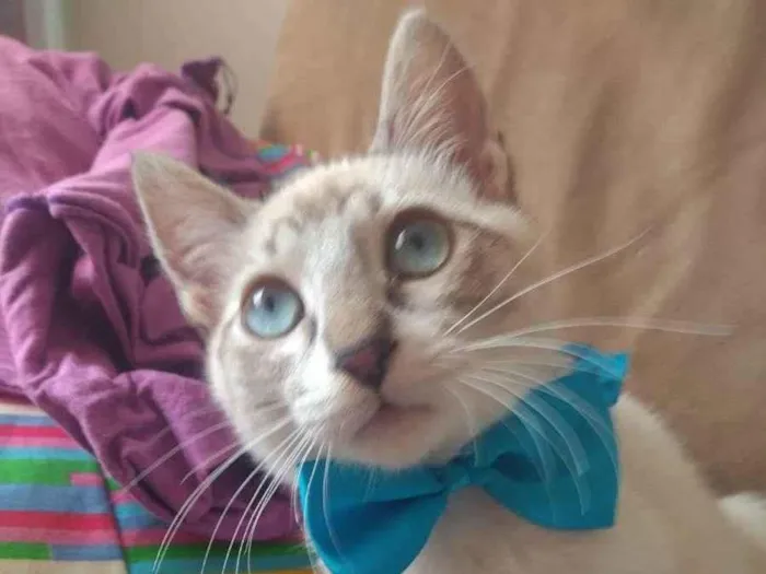 Gato ra a SRD idade 2 a 6 meses nome MARLON BRANDO
