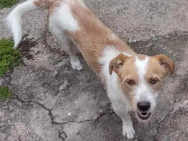 Cachorro ra a Vira lata  idade 3 anos nome Mali