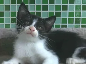 Gato raça srd frajolinha  idade 2 a 6 meses nome ATHOS