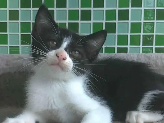 Gato ra a srd frajolinha  idade 2 a 6 meses nome ATHOS