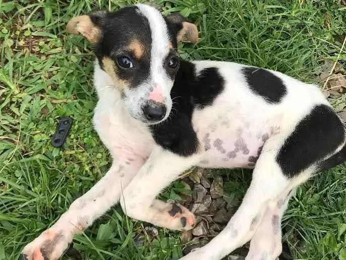 Cachorro ra a Vira lata idade 2 a 6 meses nome Indefinidos