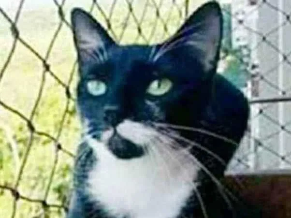Gato ra a srd frajolinha  idade 1 ano nome ELISA