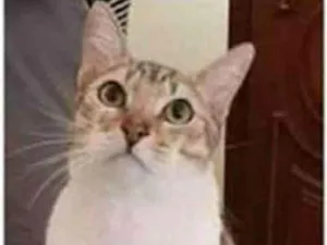 Gato raça srd bicolor idade 1 ano nome PEDRINHO
