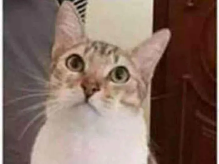 Gato raça srd bicolor idade 1 ano nome PEDRINHO