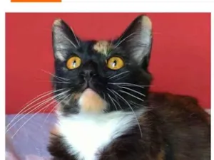 Gato raça srd tricolor idade 2 a 6 meses nome SCARLLET