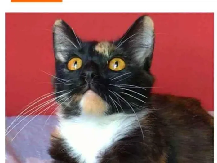 Gato ra a srd tricolor idade 2 a 6 meses nome SCARLLET