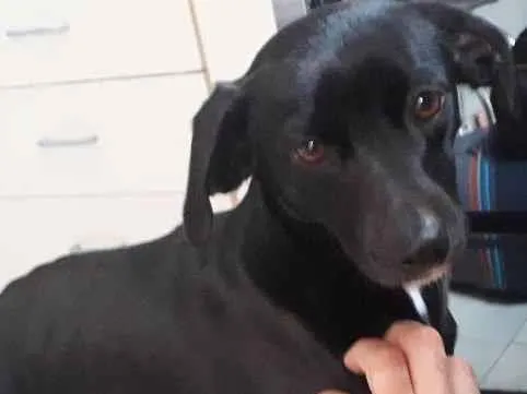 Cachorro ra a Sem raça definida idade 3 anos nome Sansão