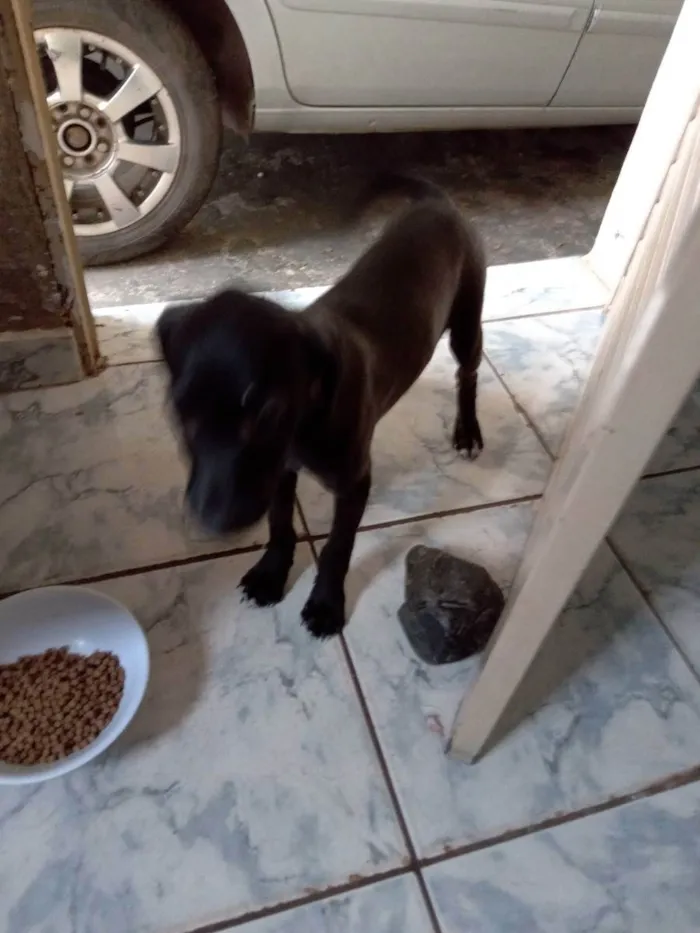 Cachorro ra a Desconhecido  idade 2 a 6 meses nome Pretinha