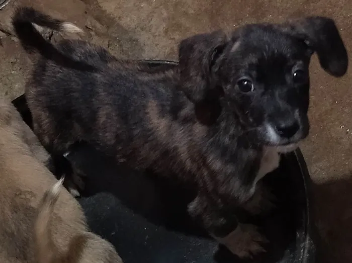 Cachorro ra a N\D idade 2 a 6 meses nome Bella