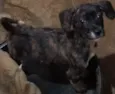 Bella