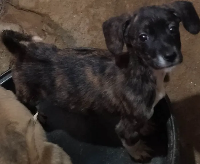 Cachorro ra a N\D idade 2 a 6 meses nome Bella