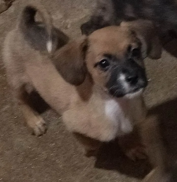 Cachorro ra a N\D idade 2 a 6 meses nome Lady