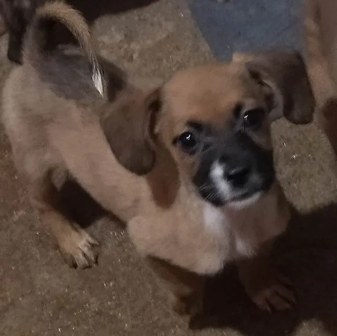 Cachorro ra a N\D idade 2 a 6 meses nome Lady