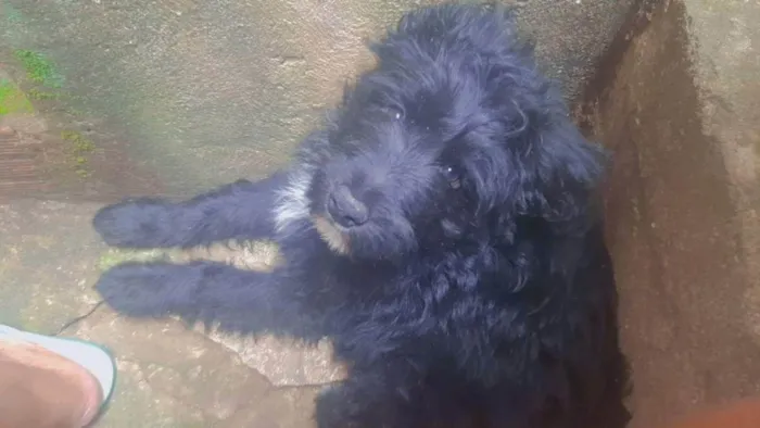 Cachorro ra a Lhasa misturado  idade 2 a 6 meses nome Pipoca