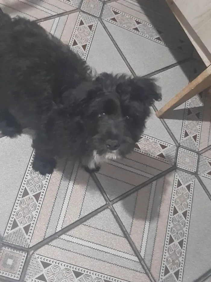 Cachorro ra a Lhasa misturado  idade 2 a 6 meses nome Pipoca