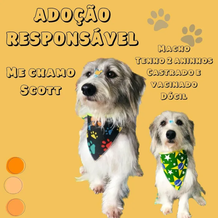 Cachorro ra a SRD idade 2 anos nome Scott