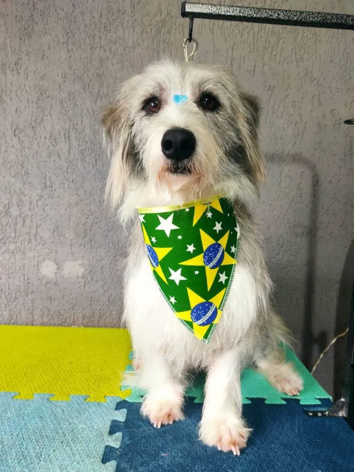 Cachorro ra a SRD idade 2 anos nome Scott