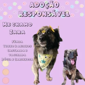 Cachorro raça SRD idade 2 anos nome Zara