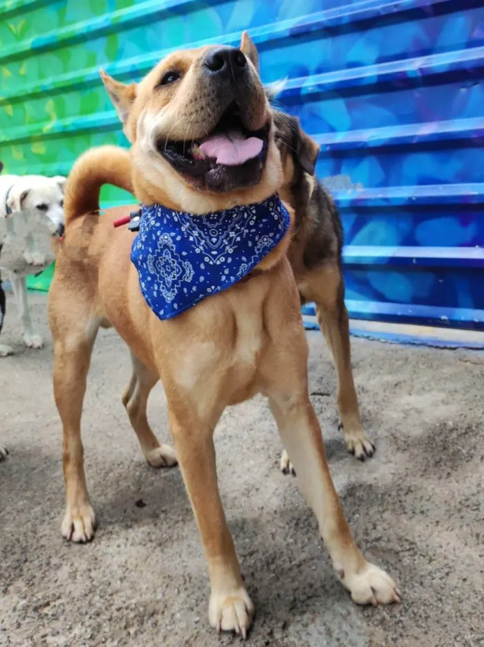 Cachorro ra a Sharpei (mestico) idade 2 anos nome Lion