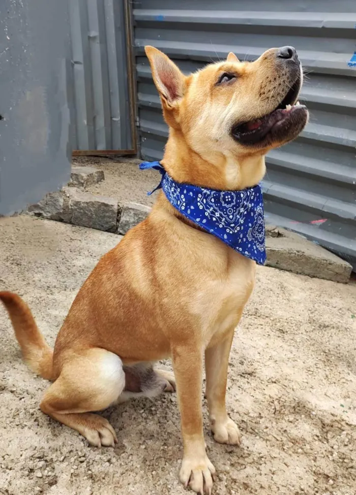 Cachorro ra a Sharpei (mestico) idade 2 anos nome Lion