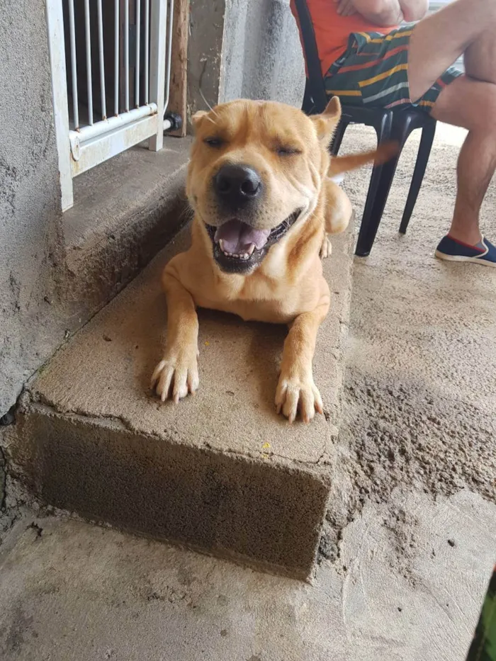 Cachorro ra a Sharpei (mestico) idade 2 anos nome Lion