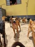 Scooby