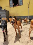 Scooby