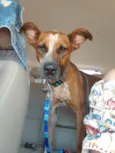 Scooby