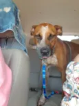 Scooby