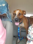 Scooby