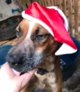 Scooby