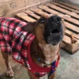 Scooby