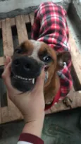 Scooby